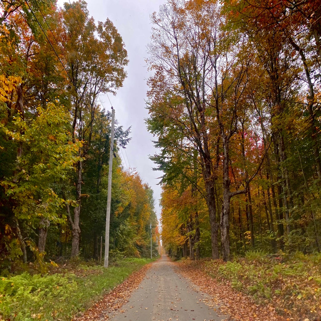 autumn leaves on a dirt road