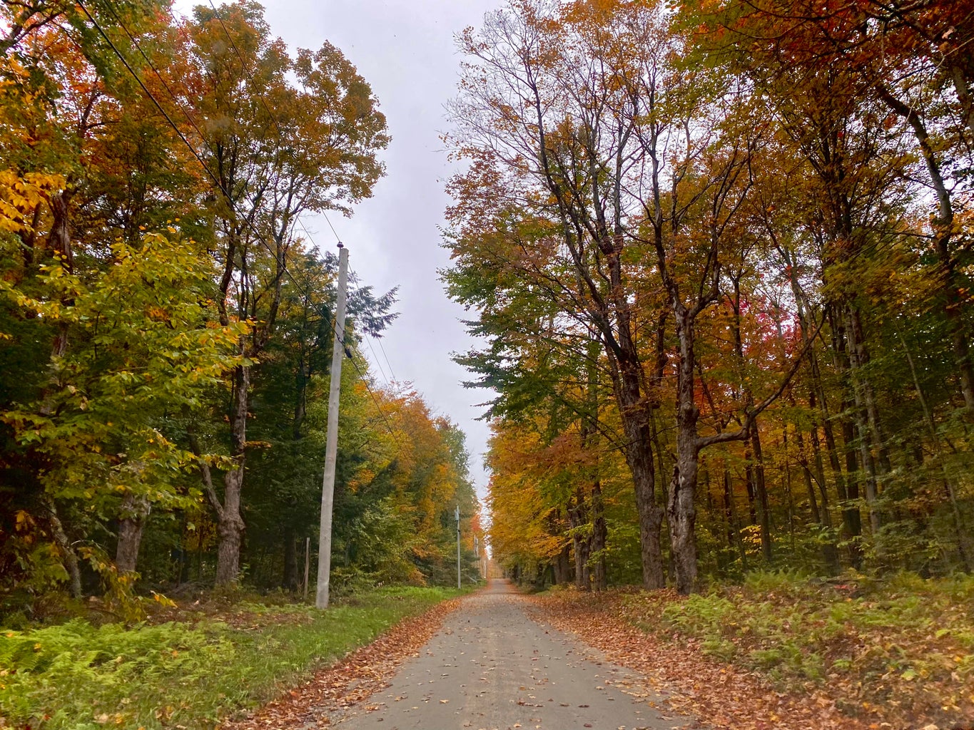 autumn leaves on a dirt road