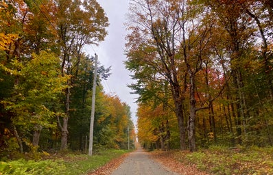autumn leaves on a dirt road