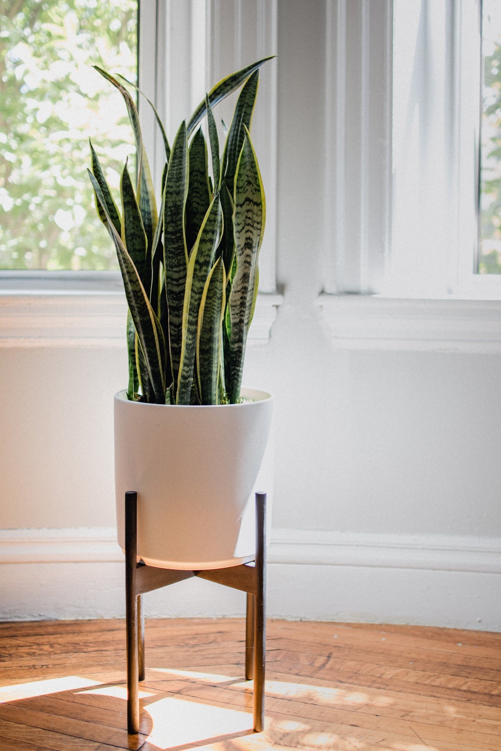 Snake plant by window
