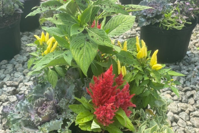 combo plant