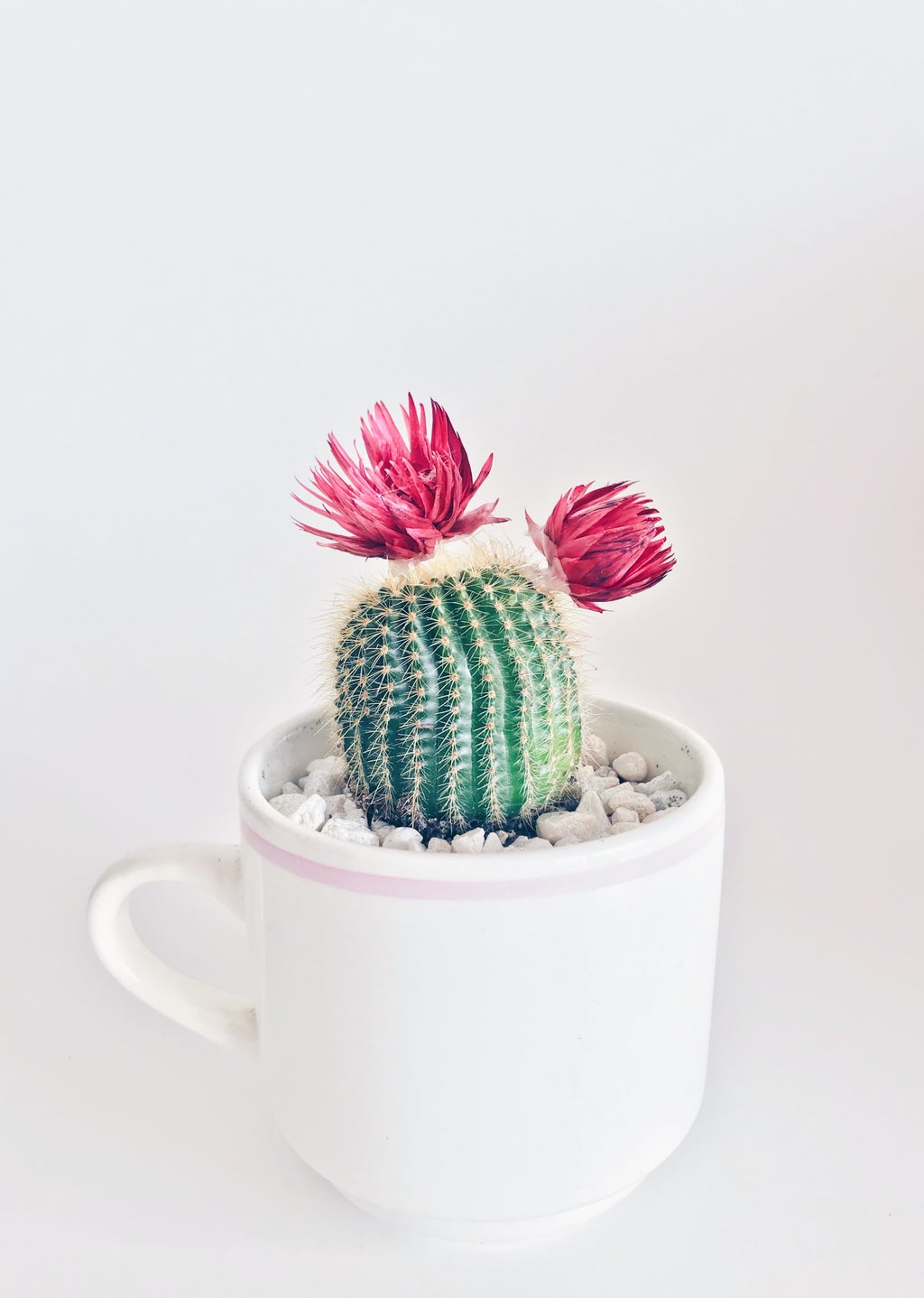 green cactus in mug