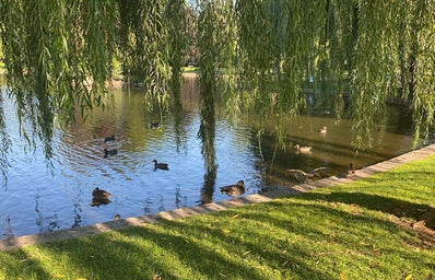 Ducks in Boston Common