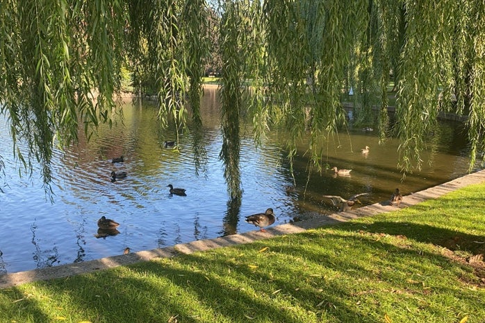 Ducks in Boston Common by Sacha Sergent?width=698&height=466&fit=crop&auto=webp