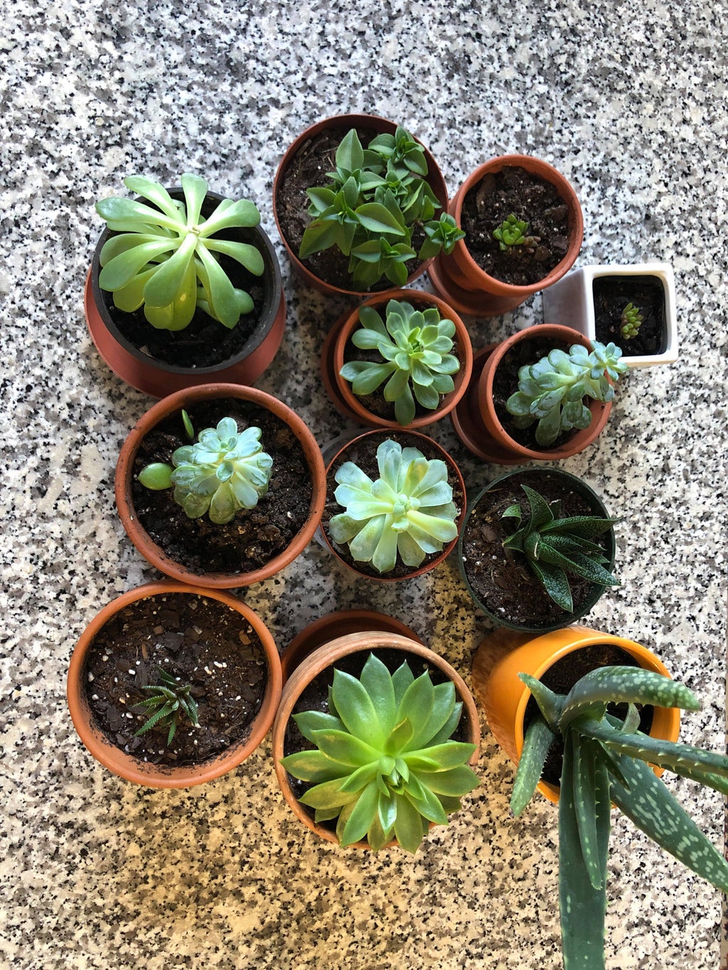 succulents and cacti