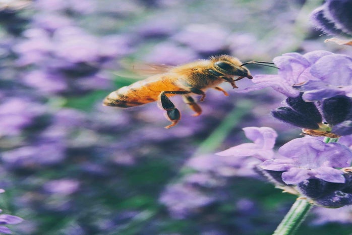 Violets and Bee by Aaron Burden?width=698&height=466&fit=crop&auto=webp