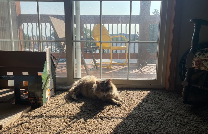 cat in the sunlightjpg by Millie Dean?width=719&height=464&fit=crop&auto=webp
