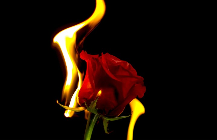 A rose burning