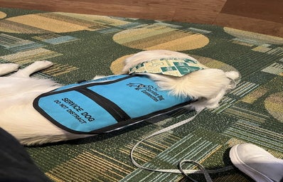 The back of a golden retriever, wearing a \"service dog, do not distract\" blue vest, and a USF bandana.