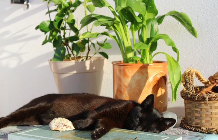 black cat napping near plants by Inna Yatsun on Unsplash?width=719&height=464&fit=crop&auto=webp