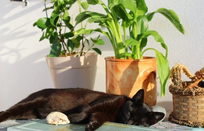 Black cat with plants