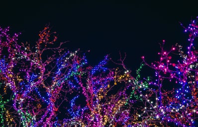 tree branches covered with various colors of string lights