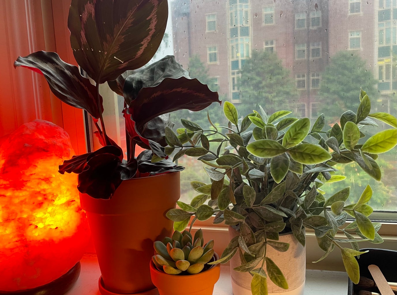 Dorm Plant