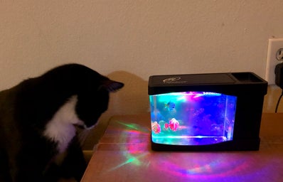 Cat looking at artificial fish tank