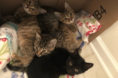 four cats in box