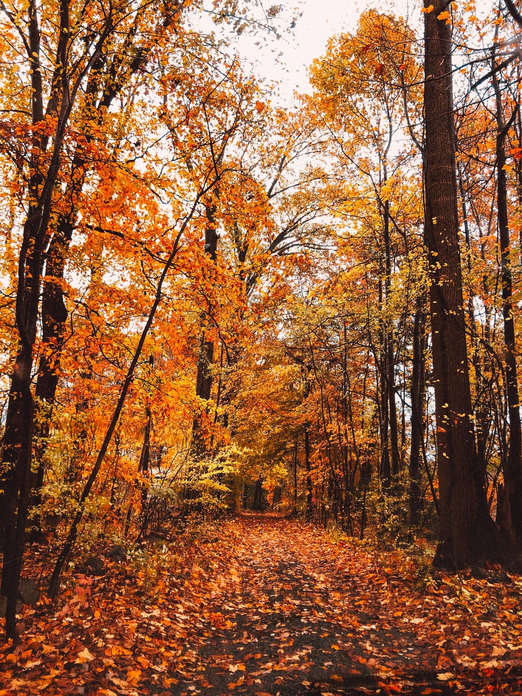 Trees with fall leaves and a pathway through the forest