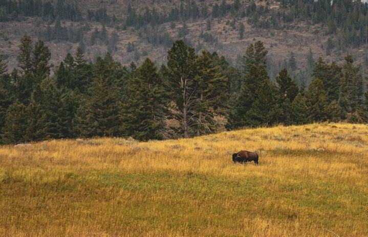 prairie land with bison by Vlad Chean?width=719&height=464&fit=crop&auto=webp