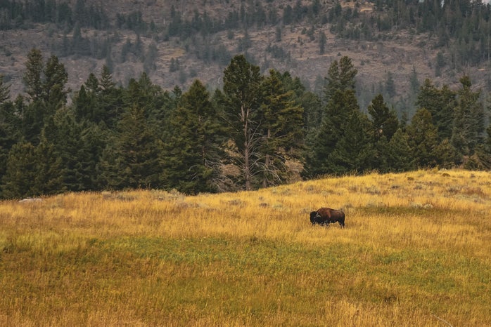 prairie land with bison by Vlad Chean?width=698&height=466&fit=crop&auto=webp