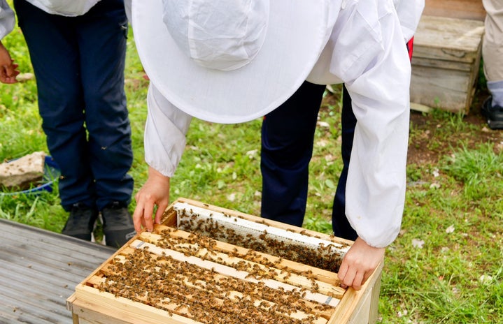ICU Honey Project photo of bee keeping