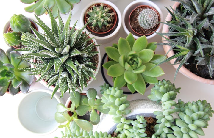 succulents by Angele Kamp on Unsplash?width=719&height=464&fit=crop&auto=webp