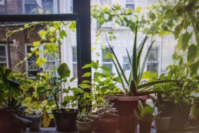 Plants On a Window Sill