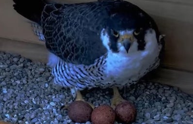 Peregrine falcon with three eggs in nest
