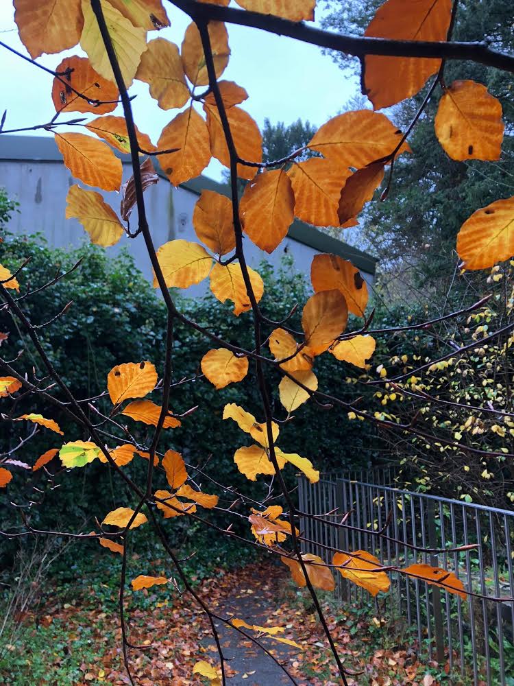 Pictures of the Phoenix park in Dublin taken by the writer