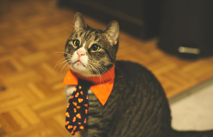 Cat wearing a bowtie