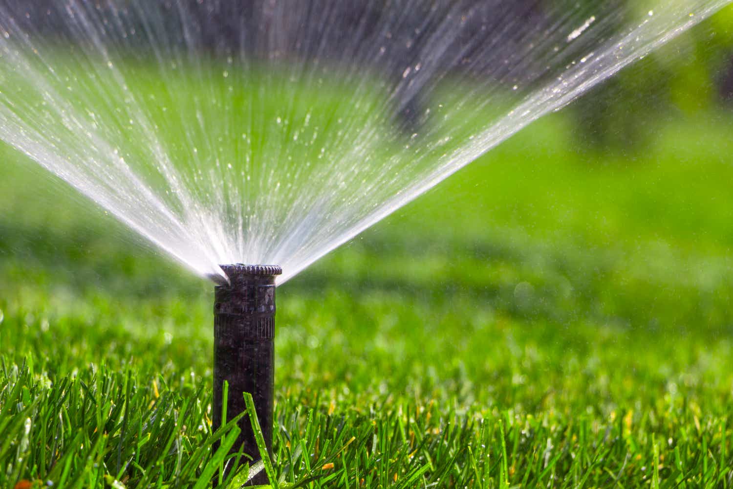 Close-up of an automatic sprinkler system watering the lawn on a background of green grass