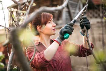 Woman gardener cutting branches of fruit tree with pruning shears