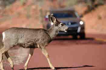 Deer crossing the road in front of a moving car.