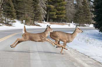 Two deer running across a two lane road