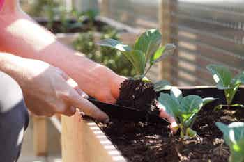 Gardening in spring on my terrace, hands holding a garden shovel and a seedling, planting.