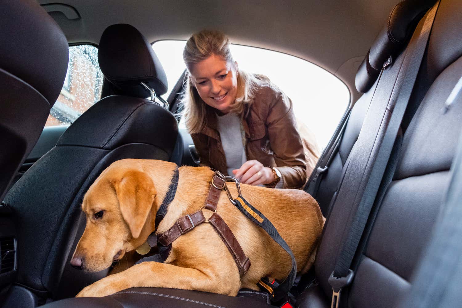Woman safely buckling dog in backseat