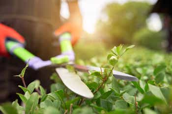 Person pruning yard shrubs with hedge shears