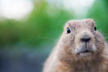 Closeup of a cute groundhog's face