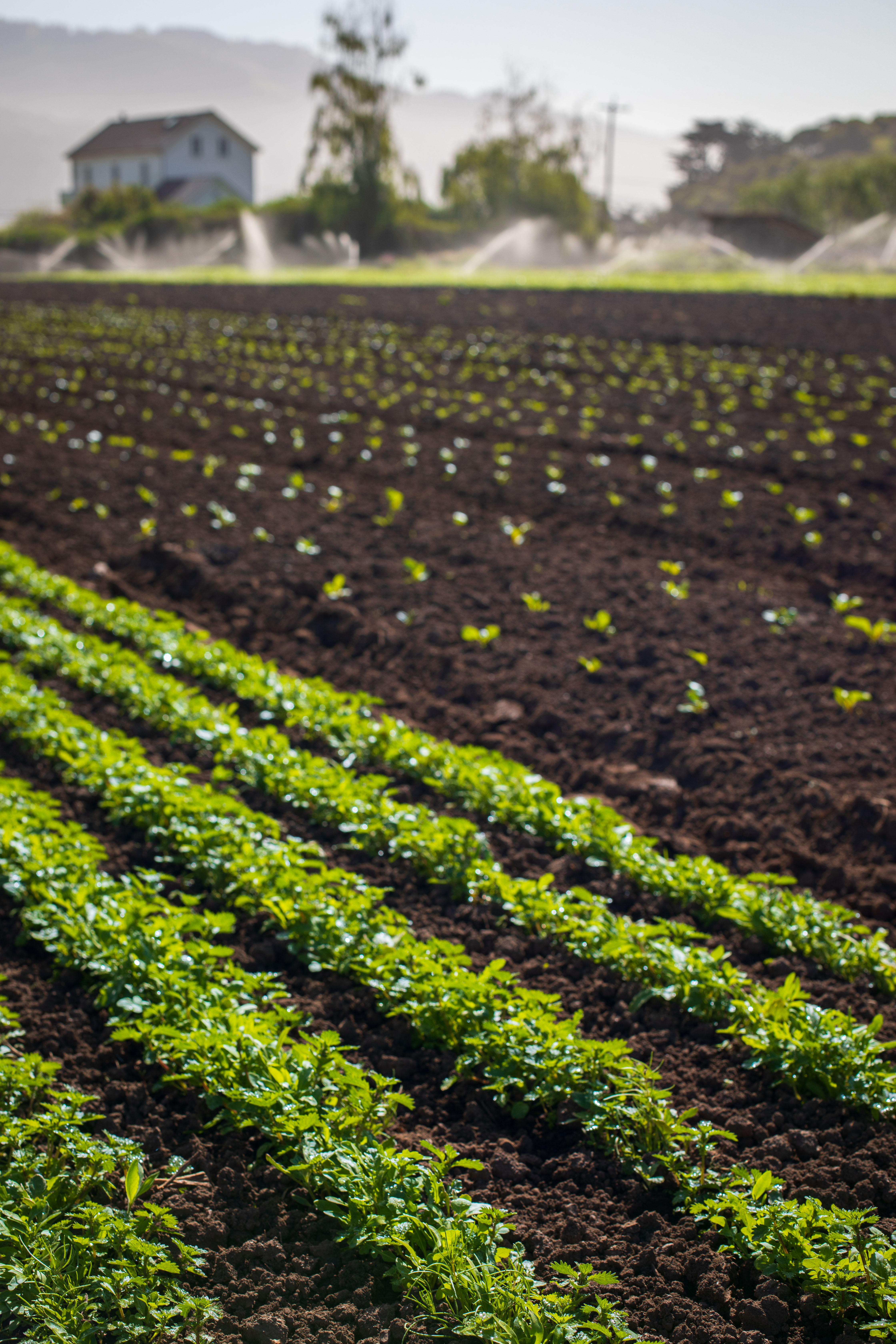 Rows of plants in a field