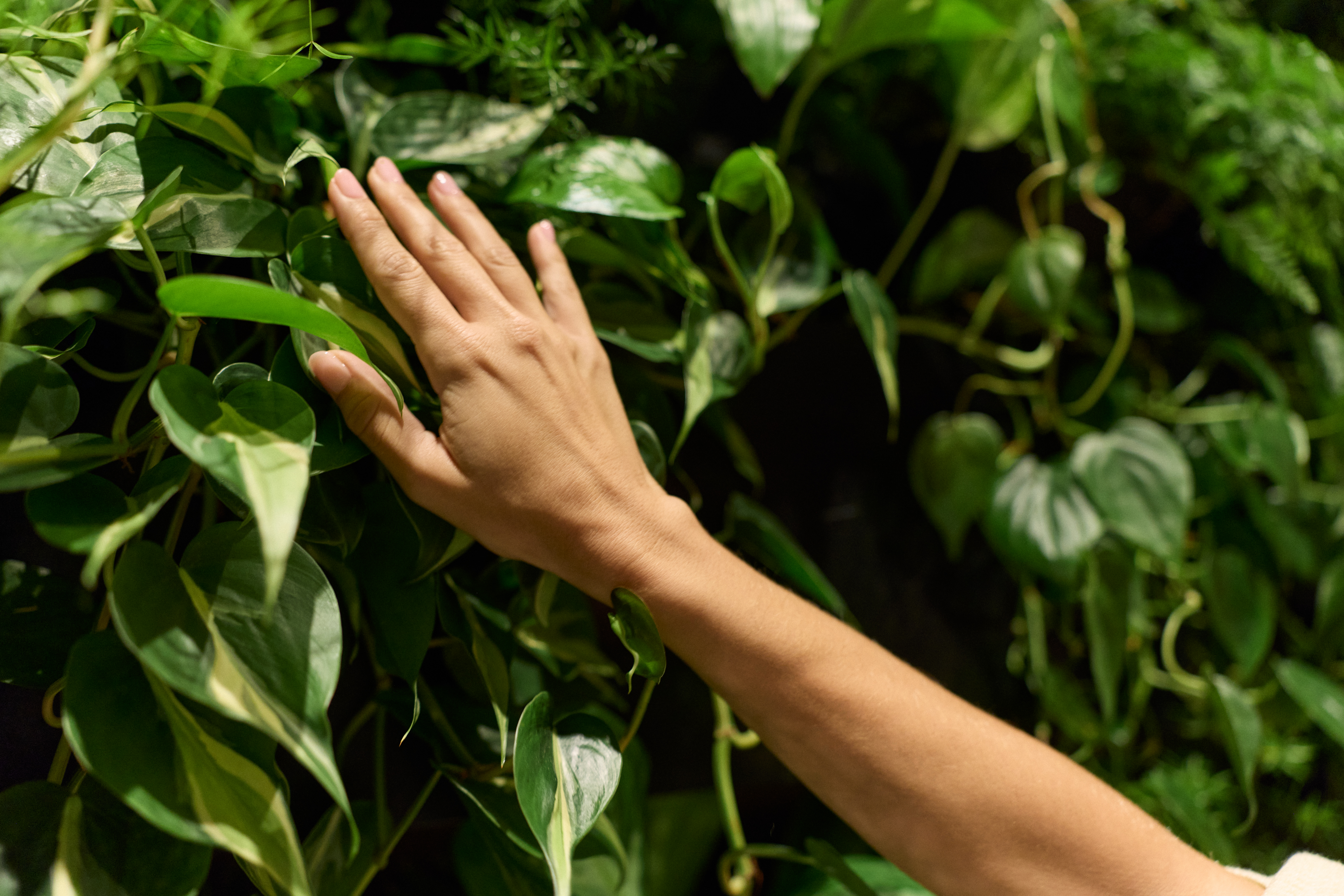 Greenery with hand touching gently