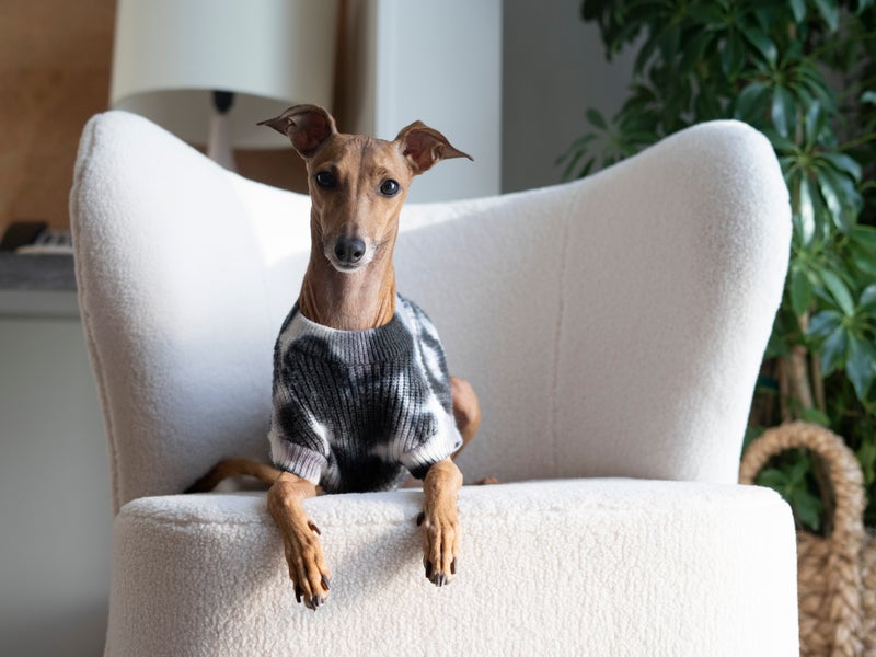 Pet Friendly Stay
