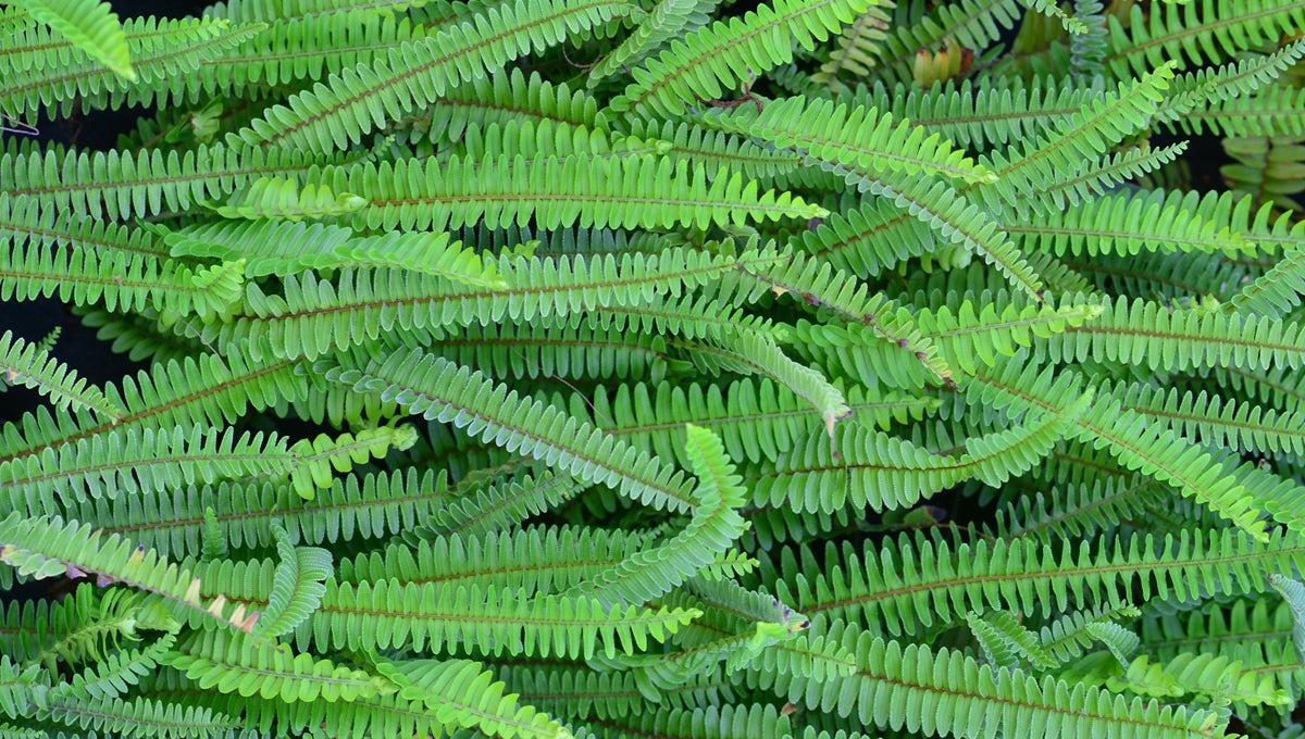 Fern leaves
