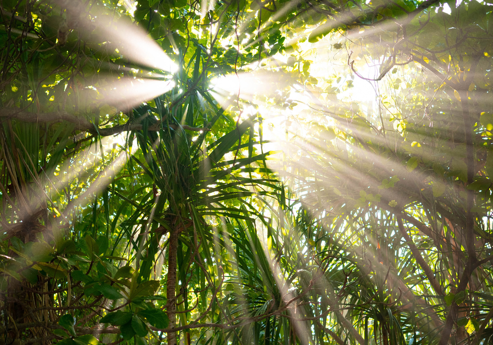 야자수 사이로 올려다보기