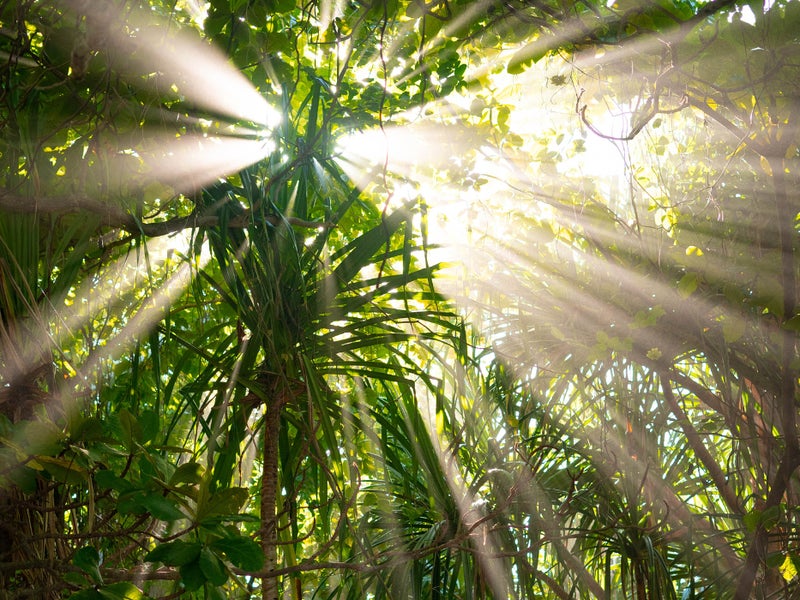 Looking up through palm trees