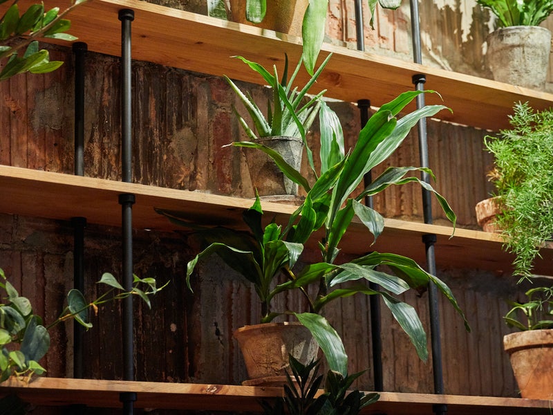 bookshelf of different plants