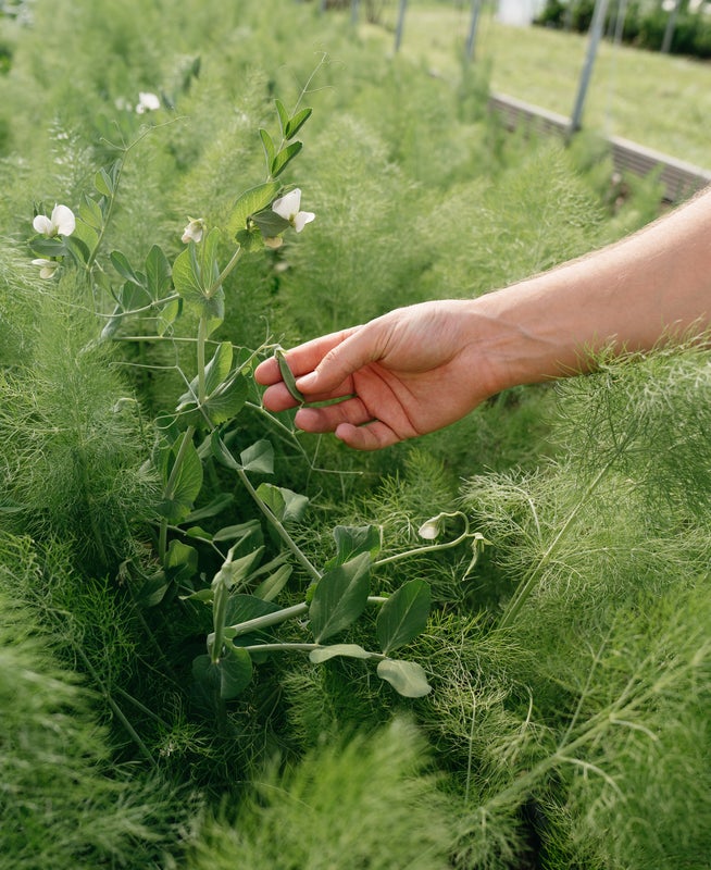 a person touching plants