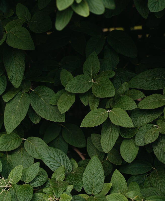 Plants