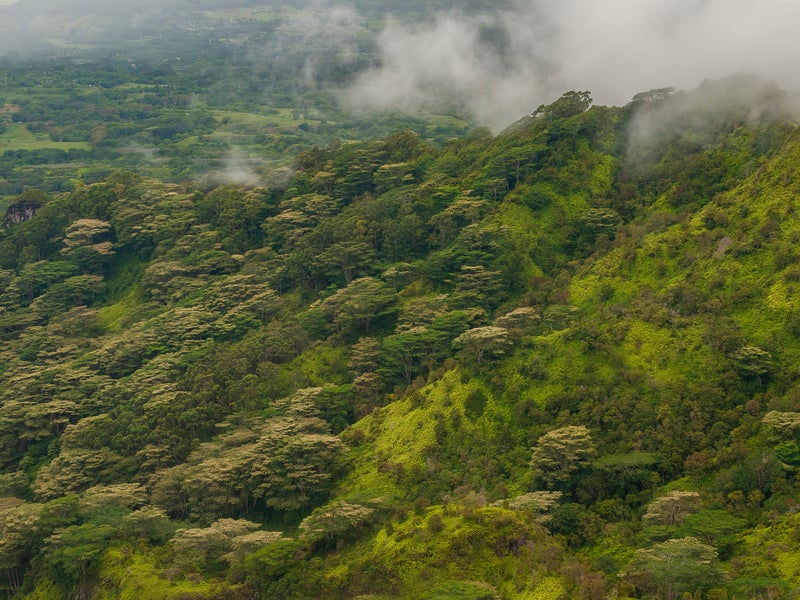 Birds eye view of a forest