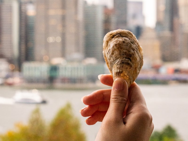 A persons hand holds up a seashell in front of the Manhattan skyline