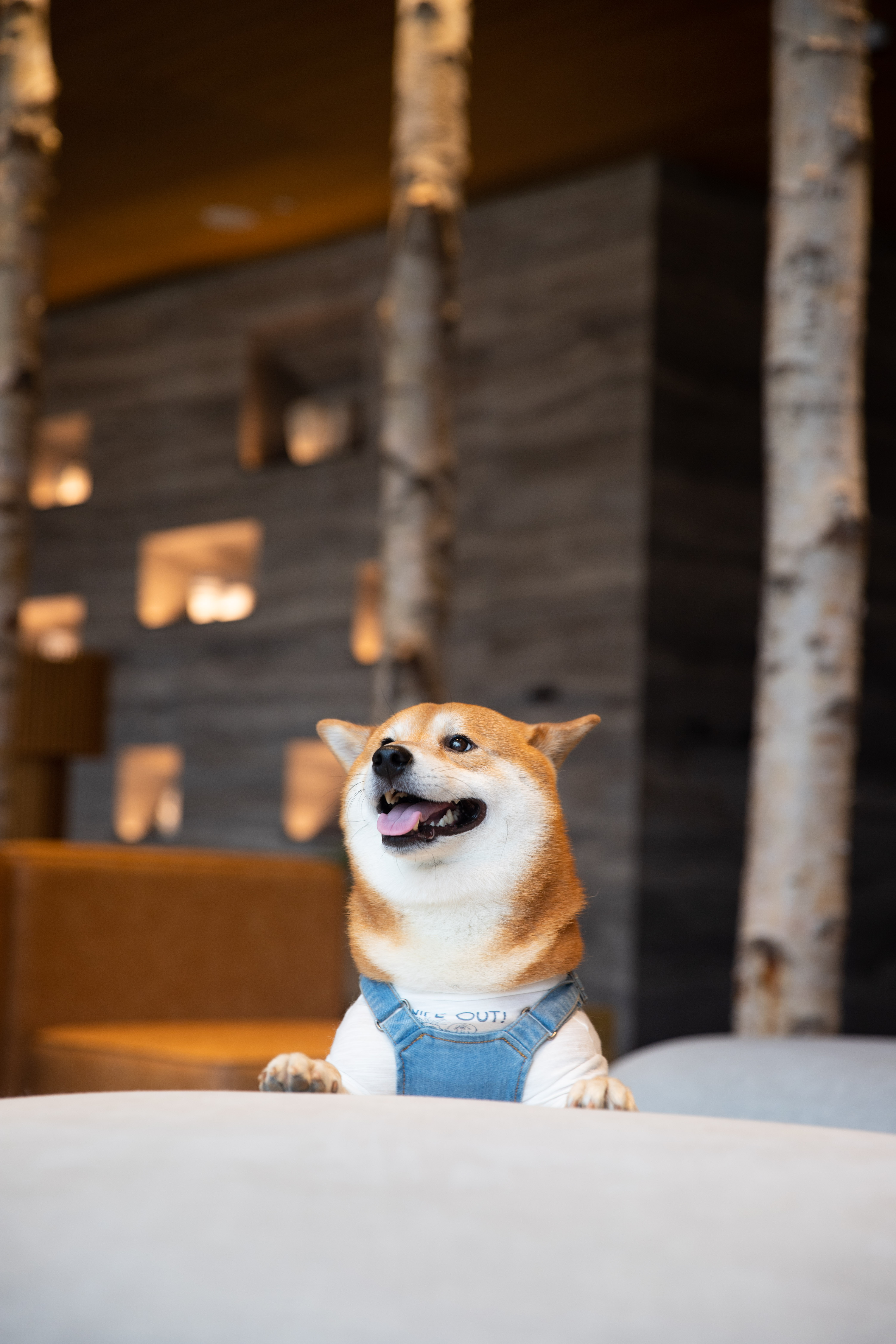 Un cucciolo di Shiba Inu sorride alla telecamera, in piedi con le zampe anteriori sulla poltrona del divano.