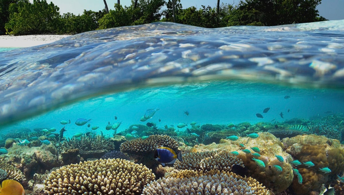 Half underwater shot of a coral reef