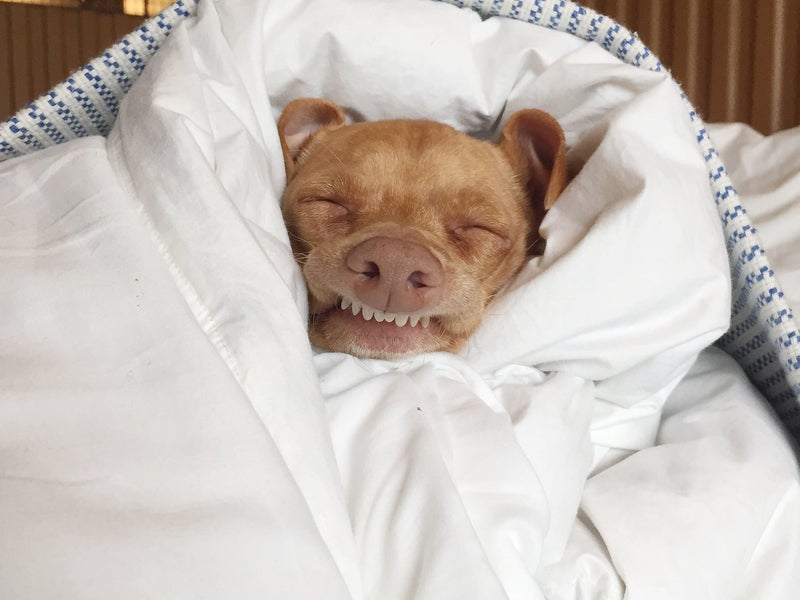A smiling dog wrapped up in a blanket
